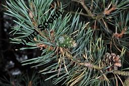 Wald-Kiefer, Wald-Fhre, Forle, Forche, Pinus sylvestris, Pinus sylvestris, Wald-Kiefer, Fhre, Forche, Forle, Wald-Fhre, Pinaceae, Zapfen Kauf von 01189_pinus_sylvestris_dsc_4546.jpg