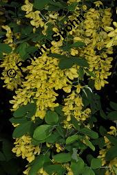 Gewöhnlicher Goldregen, Laburnum anagyroides, Laburnum vulgare, Cytisus laburnum, Laburnum anagyroides, Cytisus laburnum, Laburnum vulgare, Gewöhnlicher Goldregen, Fabaceae, Blühend Kauf von 01194_laburnum_anagyroides_dsc_4213.jpg