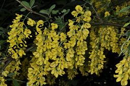 Gewöhnlicher Goldregen, Laburnum anagyroides, Laburnum vulgare, Cytisus laburnum, Laburnum anagyroides, Cytisus laburnum, Laburnum vulgare, Gewöhnlicher Goldregen, Fabaceae, Blühend Kauf von 01194_laburnum_anagyroides_dsc_4214.jpg