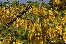 Gewhnlicher Goldregen, Laburnum anagyroides, Laburnum vulgare, Cytisus laburnum, Laburnum anagyroides, Cytisus laburnum, Laburnum vulgare, Gewhnlicher Goldregen, Fabaceae, Blhend Kauf von 01194_laburnum_anagyroides_dsc_4374.jpg