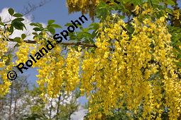 Gewhnlicher Goldregen, Laburnum anagyroides, Laburnum vulgare, Cytisus laburnum, Laburnum anagyroides, Cytisus laburnum, Laburnum vulgare, Gewhnlicher Goldregen, Fabaceae, Blhend Kauf von 01194_laburnum_anagyroides_dsc_4376.jpg