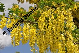 Gewöhnlicher Goldregen, Laburnum anagyroides, Laburnum vulgare, Cytisus laburnum, Laburnum anagyroides, Cytisus laburnum, Laburnum vulgare, Gewöhnlicher Goldregen, Fabaceae, Blühend Kauf von 01194_laburnum_anagyroides_dsc_4377.jpg