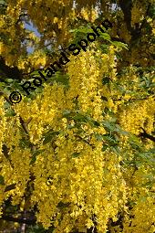 Gewöhnlicher Goldregen, Laburnum anagyroides, Laburnum vulgare, Cytisus laburnum, Laburnum anagyroides, Cytisus laburnum, Laburnum vulgare, Gewöhnlicher Goldregen, Fabaceae, Blühend Kauf von 01194_laburnum_anagyroides_dsc_4378.jpg