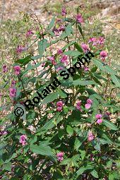 Drsiges Springkraut, Indisches Springkraut, Impatiens glandulifera, Impatiens roylei, Impatiens glandulifera, Impatiens roylei, Drsiges Springkraut, Indisches Springkraut, Balsaminaceae, Blhend Kauf von 01208_impatiens_glandulifera_dsc_0483.jpg