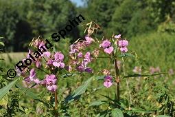 Drüsiges Springkraut, Indisches Springkraut, Impatiens glandulifera, Impatiens roylei, Impatiens glandulifera, Impatiens roylei, Drüsiges Springkraut, Indisches Springkraut, Balsaminaceae, Blühend Kauf von 01208_impatiens_glandulifera_dsc_3458.jpg