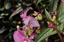 Drüsiges Springkraut, Indisches Springkraut, Impatiens glandulifera, Impatiens roylei, Impatiens glandulifera, Impatiens roylei, Drüsiges Springkraut, Indisches Springkraut, Balsaminaceae, Blühend Kauf von 01208_impatiens_glandulifera_dsc_4651.jpg