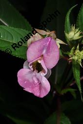 Drsiges Springkraut, Indisches Springkraut, Impatiens glandulifera, Impatiens roylei, Impatiens glandulifera, Impatiens roylei, Drsiges Springkraut, Indisches Springkraut, Balsaminaceae, Blhend Kauf von 01208_impatiens_glandulifera_dsc_6065.jpg