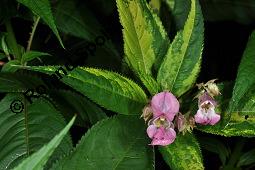 Drüsiges Springkraut, Indisches Springkraut, Impatiens glandulifera, Impatiens roylei, Impatiens glandulifera, Impatiens roylei, Drüsiges Springkraut, Indisches Springkraut, Balsaminaceae, Blühend Kauf von 01208_impatiens_glandulifera_dsc_6067.jpg