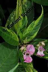 Drsiges Springkraut, Indisches Springkraut, Impatiens glandulifera, Impatiens roylei, Impatiens glandulifera, Impatiens roylei, Drsiges Springkraut, Indisches Springkraut, Balsaminaceae, Blhend Kauf von 01208_impatiens_glandulifera_dsc_6068.jpg