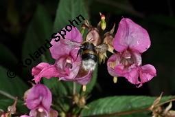 Drsiges Springkraut, Indisches Springkraut, Impatiens glandulifera, Impatiens roylei, Impatiens glandulifera, Impatiens roylei, Drsiges Springkraut, Indisches Springkraut, Balsaminaceae, Blhend Kauf von 01208_impatiens_glandulifera_dsc_6070.jpg