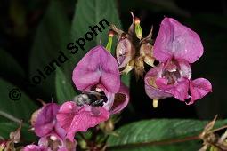 Drüsiges Springkraut, Indisches Springkraut, Impatiens glandulifera, Impatiens roylei, Impatiens glandulifera, Impatiens roylei, Drüsiges Springkraut, Indisches Springkraut, Balsaminaceae, Blühend Kauf von 01208_impatiens_glandulifera_dsc_6071.jpg