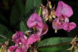 Drüsiges Springkraut, Indisches Springkraut, Impatiens glandulifera, Impatiens roylei, Impatiens glandulifera, Impatiens roylei, Drüsiges Springkraut, Indisches Springkraut, Balsaminaceae, Blühend Kauf von 01208_impatiens_glandulifera_dsc_6072.jpg