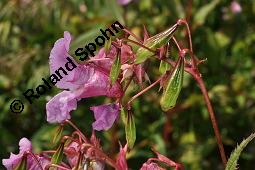 Drüsiges Springkraut, Indisches Springkraut, Impatiens glandulifera, Impatiens roylei, Impatiens glandulifera, Impatiens roylei, Drüsiges Springkraut, Indisches Springkraut, Balsaminaceae, Blühend Kauf von 01208_impatiens_glandulifera_dsc_6675.jpg