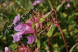 Drsiges Springkraut, Indisches Springkraut, Impatiens glandulifera, Impatiens roylei, Impatiens glandulifera, Impatiens roylei, Drsiges Springkraut, Indisches Springkraut, Balsaminaceae, Blhend Kauf von 01208_impatiens_glandulifera_dsc_6676.jpg