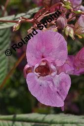 Drüsiges Springkraut, Indisches Springkraut, Impatiens glandulifera, Impatiens roylei, Impatiens glandulifera, Impatiens roylei, Drüsiges Springkraut, Indisches Springkraut, Balsaminaceae, Blühend Kauf von 01208_impatiens_glandulifera_dsc_6677.jpg