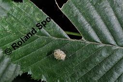 Gewöhnliche Hainbuche, Weißbuche, Hagbuche, Carpinus betulus, Carpinus betulus, Gewöhnliche Hainbuche, Hagbuche, Weißbuche, Betulaceae, Stamm und beblätterter Zweig Kauf von 01210_carpinus_betulus_dsc_3072.jpg