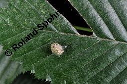 Gewöhnliche Hainbuche, Weißbuche, Hagbuche, Carpinus betulus, Carpinus betulus, Gewöhnliche Hainbuche, Hagbuche, Weißbuche, Betulaceae, Stamm und beblätterter Zweig Kauf von 01210_carpinus_betulus_dsc_3073.jpg