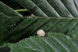 Gewöhnliche Hainbuche, Weißbuche, Hagbuche, Carpinus betulus, Carpinus betulus, Gewöhnliche Hainbuche, Hagbuche, Weißbuche, Betulaceae, Stamm und beblätterter Zweig Kauf von 01210_carpinus_betulus_dsc_3074.jpg