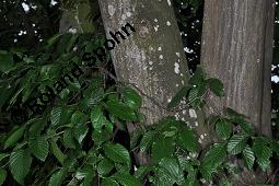 Gewöhnliche Hainbuche, Weißbuche, Hagbuche, Carpinus betulus, Carpinus betulus, Gewöhnliche Hainbuche, Hagbuche, Weißbuche, Betulaceae, Stamm und beblätterter Zweig Kauf von 01210_carpinus_betulus_dsc_4060.jpg