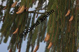 Zapfen-Fichte, Zapfenfichte, Picea abies 'Acrocona', Pinaceae, Picea abies 'Acrocona', Zapfen-Fichte, Zapfenfichte, fruchtend Kauf von 01213_picea_abies_acrocona_dsc_1037.jpg