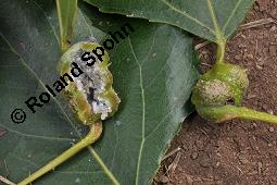 Pyramiden-Pappel, Italienische Pappel, Säulen-Pappel, Sarbaum, Populus nigra var. pyramidalis, Populus pyramidalis, Populus nigra 'Italica', Populus nigra var. italica, Populus nigra var. pyramidalis, Populus nigra 'Italica', Populus pyramidalis, Populus nigra var. italica, Säulen-Pappel, Pyramiden-Pappel, Italienische Pappel, Sarbaum, Salicaceae, Galle, Blattstielgalle von Blattlaus Pemphigus sphirothecae Kauf von 01228_populus_nigra_pyramidalis_dsc_4319.jpg