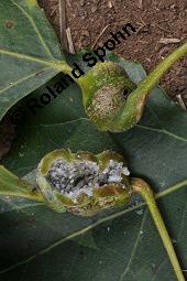 Pyramiden-Pappel, Italienische Pappel, Säulen-Pappel, Sarbaum, Populus nigra var. pyramidalis, Populus pyramidalis, Populus nigra 'Italica', Populus nigra var. italica, Populus nigra var. pyramidalis, Populus nigra 'Italica', Populus pyramidalis, Populus nigra var. italica, Säulen-Pappel, Pyramiden-Pappel, Italienische Pappel, Sarbaum, Salicaceae, Galle, Blattstielgalle von Blattlaus Pemphigus sphirothecae Kauf von 01228_populus_nigra_pyramidalis_dsc_4320.jpg