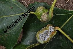 Pyramiden-Pappel, Italienische Pappel, Sulen-Pappel, Sarbaum, Populus nigra var. pyramidalis, Populus pyramidalis, Populus nigra 'Italica', Populus nigra var. italica, Populus nigra var. pyramidalis, Populus nigra 'Italica', Populus pyramidalis, Populus nigra var. italica, Sulen-Pappel, Pyramiden-Pappel, Italienische Pappel, Sarbaum, Salicaceae, Galle, Blattstielgalle von Blattlaus Pemphigus sphirothecae Kauf von 01228_populus_nigra_pyramidalis_dsc_4321.jpg