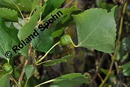 Pyramiden-Pappel, Italienische Pappel, Sulen-Pappel, Sarbaum, Populus nigra var. pyramidalis, Populus pyramidalis, Populus nigra 'Italica', Populus nigra var. italica, Populus nigra var. pyramidalis, Populus nigra 'Italica', Populus pyramidalis, Populus nigra var. italica, Sulen-Pappel, Pyramiden-Pappel, Italienische Pappel, Sarbaum, Salicaceae, Galle, Blattstielgalle von Blattlaus Pemphigus sphirothecae Kauf von 01228_populus_nigra_pyramidalis_dsc_4928.jpg