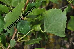 Pyramiden-Pappel, Italienische Pappel, Säulen-Pappel, Sarbaum, Populus nigra var. pyramidalis, Populus pyramidalis, Populus nigra 'Italica', Populus nigra var. italica, Populus nigra var. pyramidalis, Populus nigra 'Italica', Populus pyramidalis, Populus nigra var. italica, Säulen-Pappel, Pyramiden-Pappel, Italienische Pappel, Sarbaum, Salicaceae, Galle, Blattstielgalle von Blattlaus Pemphigus sphirothecae Kauf von 01228_populus_nigra_pyramidalis_dsc_4929.jpg