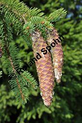 Gewöhnliche Fichte, Rot-Fichte, Rottanne, Picea abies, Picea excelsia, Picea vulgaris, Picea abies, Picea excelsa, Picea vulgaris, Gewöhnliche Fichte, Rot-Fichte, Rottanne, Pinaceae, Harz Kauf von 01229_picea_abies_dsc_0086.jpg