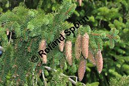 Gewöhnliche Fichte, Rot-Fichte, Rottanne, Picea abies, Picea excelsia, Picea vulgaris, Picea abies, Picea excelsa, Picea vulgaris, Gewöhnliche Fichte, Rot-Fichte, Rottanne, Pinaceae, Harz Kauf von 01229_picea_abies_dsc_0089.jpg