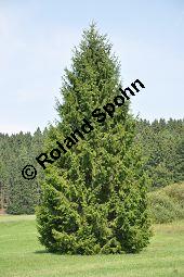 Gewöhnliche Fichte, Rot-Fichte, Rottanne, Picea abies, Picea excelsia, Picea vulgaris, Picea abies, Picea excelsa, Picea vulgaris, Gewöhnliche Fichte, Rot-Fichte, Rottanne, Pinaceae, Harz Kauf von 01229_picea_abies_dsc_0135.jpg