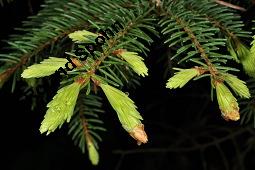 Gewöhnliche Fichte, Rot-Fichte, Rottanne, Picea abies, Picea excelsia, Picea vulgaris, Picea abies, Picea excelsa, Picea vulgaris, Gewöhnliche Fichte, Rot-Fichte, Rottanne, Pinaceae, Harz Kauf von 01229_picea_abies_dsc_0497.jpg