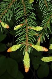 Gewöhnliche Fichte, Rot-Fichte, Rottanne, Picea abies, Picea excelsia, Picea vulgaris, Picea abies, Picea excelsa, Picea vulgaris, Gewöhnliche Fichte, Rot-Fichte, Rottanne, Pinaceae, Harz Kauf von 01229_picea_abies_dsc_0499.jpg