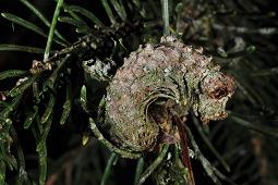 Gewöhnliche Fichte, Rot-Fichte, Rottanne, Picea abies, Picea excelsia, Picea vulgaris, Picea abies, Picea excelsa, Picea vulgaris, Gewöhnliche Fichte, Rot-Fichte, Rottanne, Pinaceae, Harz Kauf von 01229_picea_abies_dsc_2031.jpg