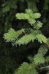 Gewöhnliche Fichte, Rot-Fichte, Rottanne, Picea abies, Picea excelsia, Picea vulgaris, Picea abies, Picea excelsa, Picea vulgaris, Gewöhnliche Fichte, Rot-Fichte, Rottanne, Pinaceae, Harz Kauf von 01229_picea_abies_dsc_3788.jpg