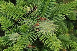 Gewhnliche Fichte, Rot-Fichte, Rottanne, Picea abies, Picea excelsia, Picea vulgaris, Picea abies, Picea excelsa, Picea vulgaris, Gewhnliche Fichte, Rot-Fichte, Rottanne, Pinaceae, Harz Kauf von 01229_picea_abies_dsc_4117.jpg