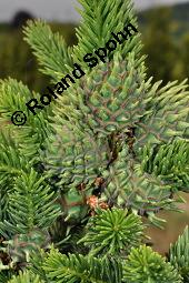 Gewhnliche Fichte, Rot-Fichte, Rottanne, Picea abies, Picea excelsia, Picea vulgaris, Picea abies, Picea excelsa, Picea vulgaris, Gewhnliche Fichte, Rot-Fichte, Rottanne, Pinaceae, Harz Kauf von 01229_picea_abies_dsc_4119.jpg