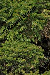 Gewhnliche Fichte, Rot-Fichte, Rottanne, Picea abies, Picea excelsia, Picea vulgaris, Picea abies, Picea excelsa, Picea vulgaris, Gewhnliche Fichte, Rot-Fichte, Rottanne, Pinaceae, Harz Kauf von 01229_picea_abies_dsc_4391.jpg