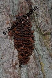 Gewöhnliche Fichte, Rot-Fichte, Rottanne, Picea abies, Picea excelsia, Picea vulgaris, Picea abies, Picea excelsa, Picea vulgaris, Gewöhnliche Fichte, Rot-Fichte, Rottanne, Pinaceae, Harz Kauf von 01229_picea_abies_dsc_5317.jpg