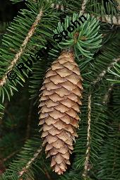 Gewöhnliche Fichte, Rot-Fichte, Rottanne, Picea abies, Picea excelsia, Picea vulgaris, Picea abies, Picea excelsa, Picea vulgaris, Gewöhnliche Fichte, Rot-Fichte, Rottanne, Pinaceae, Harz Kauf von 01229_picea_abies_dsc_6486.jpg