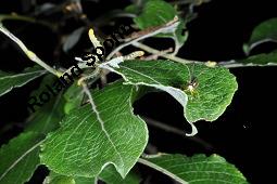 Sal-Weide, Salix caprea mit Gallen (Wirrzopf) von Gallmilbe Stenacis triradiatus Kauf von 01234_salix_caprea_dsc_3762.jpg