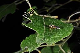 Sal-Weide, Salix caprea mit Gallen (Wirrzopf) von Gallmilbe Stenacis triradiatus Kauf von 01234_salix_caprea_dsc_3763.jpg