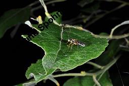 Sal-Weide, Salix caprea mit Gallen (Wirrzopf) von Gallmilbe Stenacis triradiatus Kauf von 01234_salix_caprea_dsc_3764.jpg