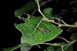 Sal-Weide, Salix caprea mit Gallen (Wirrzopf) von Gallmilbe Stenacis triradiatus Kauf von 01234_salix_caprea_dsc_3765.jpg