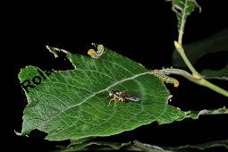 Sal-Weide, Salix caprea mit Gallen (Wirrzopf) von Gallmilbe Stenacis triradiatus Kauf von 01234_salix_caprea_dsc_3766.jpg