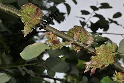 Sal-Weide, Salix caprea mit Gallen (Wirrzopf) von Gallmilbe Stenacis triradiatus Kauf von 01234_salix_caprea_dsc_4932.jpg