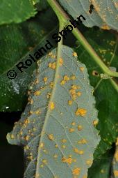 Sal-Weide, Salix caprea mit Gallen (Wirrzopf) von Gallmilbe Stenacis triradiatus Kauf von 01234_salix_caprea_dsc_6105.jpg