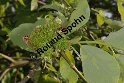 Sal-Weide, Salix caprea mit Gallen (Wirrzopf) von Gallmilbe Stenacis triradiatus Kauf von 01234_salix_caprea_stenacis_triradiatus_dsc_3689.jpg