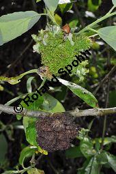 Sal-Weide, Salix caprea mit Gallen (Wirrzopf) von Gallmilbe Stenacis triradiatus Kauf von 01234_salix_caprea_stenacis_triradiatus_dsc_3690.jpg